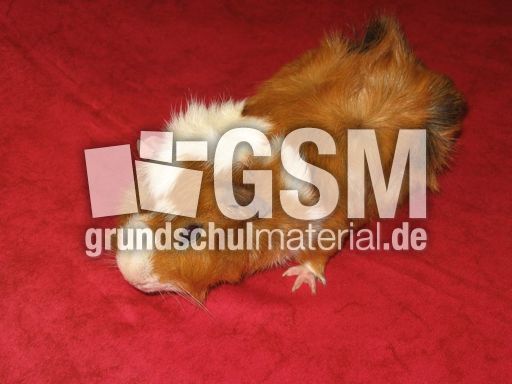 Meerschweinchen4.JPG